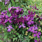 Clematis Polish Spirit - Live Plant in a 4 Inch Growers Pot - Clematis &