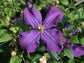 Clematis Polish Spirit - Live Plant in a 4 Inch Growers Pot - Clematis &