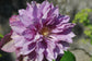 Clematis Proteus - Live Plant in a 4 Inch Growers Pot - Clematis &