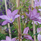Clematis Proteus - Live Plant in a 4 Inch Growers Pot - Clematis &