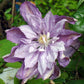 Clematis Proteus - Live Plant in a 4 Inch Growers Pot - Clematis &