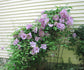 Clematis Proteus - Live Plant in a 4 Inch Growers Pot - Clematis &