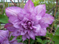 Clematis Proteus - Live Plant in a 4 Inch Growers Pot - Clematis &