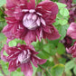 Clematis Purpurea Plenas Elegans - Live Plant in a 4 Inch Growers Pot - Clematis &