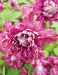 Clematis Purpurea Plenas Elegans - Live Plant in a 4 Inch Growers Pot - Clematis &