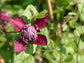 Clematis Purpurea Plenas Elegans - Live Plant in a 4 Inch Growers Pot - Clematis &