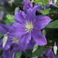Clematis Ramona - Live Plant in a 4 Inch Growers Pot - Clematis &