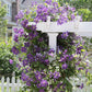 Clematis Ramona - Live Plant in a 4 Inch Growers Pot - Clematis &