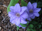 Clematis Ramona - Live Plant in a 4 Inch Growers Pot - Clematis &