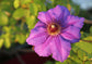 Clematis Ramona - Live Plant in a 4 Inch Growers Pot - Clematis &