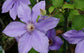 Clematis Ramona - Live Plant in a 4 Inch Growers Pot - Clematis &