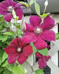 Clematis Rouge Cardinal - Live Plant in a 4 Inch Growers Pot - Clematis &