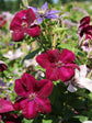 Clematis Rouge Cardinal - Live Plant in a 4 Inch Growers Pot - Clematis &