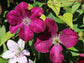 Clematis Rouge Cardinal - Live Plant in a 4 Inch Growers Pot - Clematis &