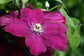 Clematis Rouge Cardinal - Live Plant in a 4 Inch Growers Pot - Clematis &
