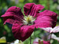 Clematis Rouge Cardinal - Live Plant in a 4 Inch Growers Pot - Clematis &