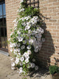 Clematis Snow Queen - Live Plant in a 4 Inch Growers Pot - Clematis &