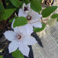 Clematis Snow Queen - Live Plant in a 4 Inch Growers Pot - Clematis &