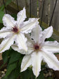 Clematis Snow Queen - Live Plant in a 4 Inch Growers Pot - Clematis &