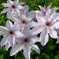 Clematis Snow Queen - Live Plant in a 4 Inch Growers Pot - Clematis &