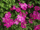 Clematis Sunset - Live Plant in a 4 Inch Growers Pot - Clematis &