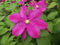 Clematis Sunset - Live Plant in a 4 Inch Growers Pot - Clematis &