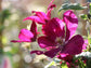 Clematis Sunset - Live Plant in a 4 Inch Growers Pot - Clematis &