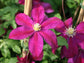 Clematis Sunset - Live Plant in a 4 Inch Growers Pot - Clematis &