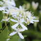 Clematis Sweet Autumn - Live Plant in a 4 Inch Growers Pot - Clematis &