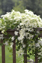 Clematis Sweet Autumn - Live Plant in a 4 Inch Growers Pot - Clematis &