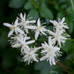 Clematis Sweet Autumn - Live Plant in a 4 Inch Growers Pot - Clematis &