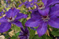 Clematis The President - Live Plant in a 4 Inch Growers Pot - Clematis &