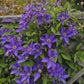 Clematis The President - Live Plant in a 4 Inch Growers Pot - Clematis &