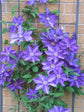 Clematis The President - Live Plant in a 4 Inch Growers Pot - Clematis &