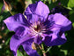 Clematis The President - Live Plant in a 4 Inch Growers Pot - Clematis &