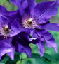 Clematis The President - Live Plant in a 4 Inch Growers Pot - Clematis &