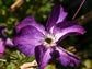 Clematis Venosa Violacea - Live Plant in a 4 Inch Growers Pot - Clematis &
