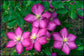 Clematis Ville de Lyon - Live Plant in a 4 Inch Growers Pot - Clematis &