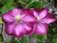 Clematis Ville de Lyon - Live Plant in a 4 Inch Growers Pot - Clematis &