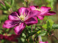 Clematis Ville de Lyon - Live Plant in a 4 Inch Growers Pot - Clematis &