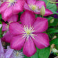 Clematis Ville de Lyon - Live Plant in a 4 Inch Growers Pot - Clematis &
