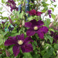Clematis Warsaw Nke - Live Plant in a 4 Inch Growers Pot - Clematis &