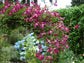 Clematis Warsaw Nke - Live Plant in a 4 Inch Growers Pot - Clematis &