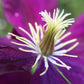 Clematis Warsaw Nke - Live Plant in a 4 Inch Growers Pot - Clematis &
