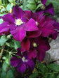 Clematis Warsaw Nke - Live Plant in a 4 Inch Growers Pot - Clematis &