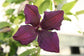 Clematis Warsaw Nke - Live Plant in a 4 Inch Growers Pot - Clematis &