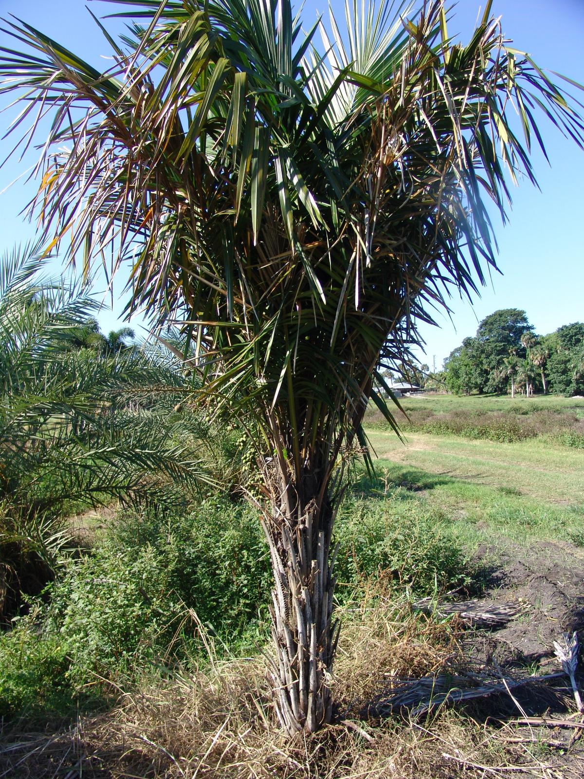 coconut queen palm tree Coco Queen Palm - Live Plant in a 4 Inch Growers Pot - Syagrus Schizophylla x Romanzoffiana