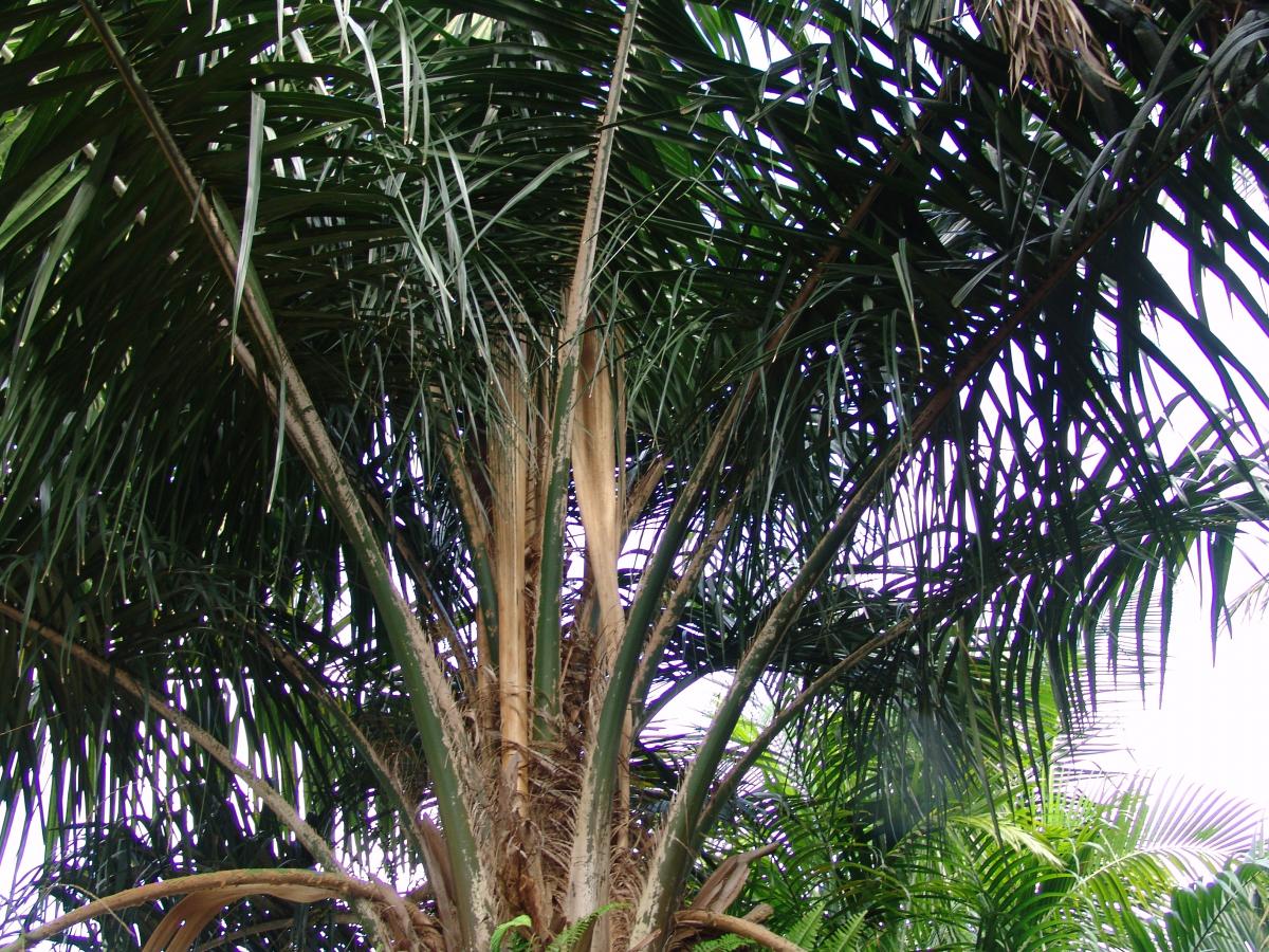 coconut queen palm for sale Coco Queen Palm - Live Plant in a 4 Inch Growers Pot - Syagrus Schizophylla x Romanzoffiana