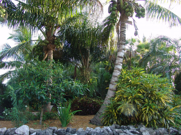 coconut queen palm tree Coco Queen Palm - Live Plant in a 4 Inch Growers Pot