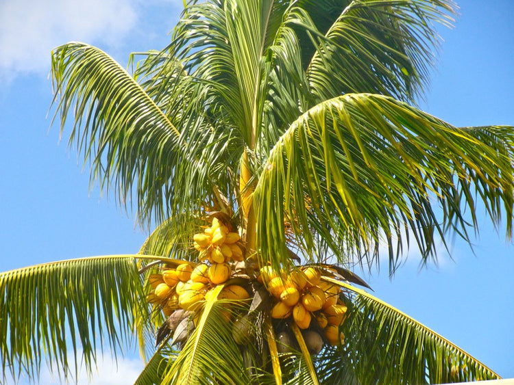coconut palm florida Coconut Palm - Live Plant in a 10 Inch Growers Pot - Cocos Nucifera